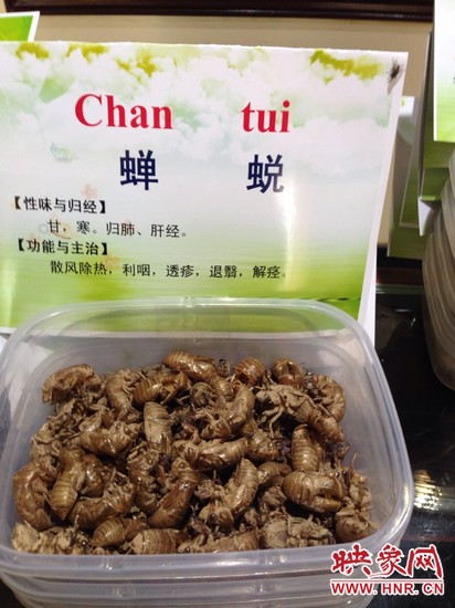 你可能沒想到，這個知了幼蟲退下的皮還是一味藥，對嗎？