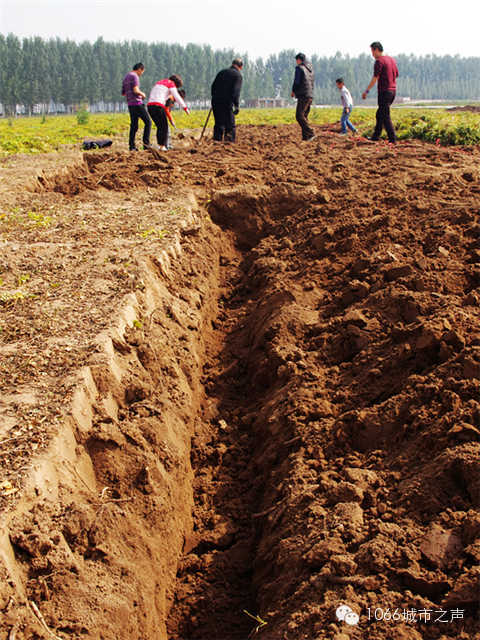 都說山藥埋得深，您還是眼見為實吧