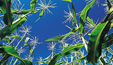 玉米割苗能增產(chǎn)20%～30%？不靠譜！