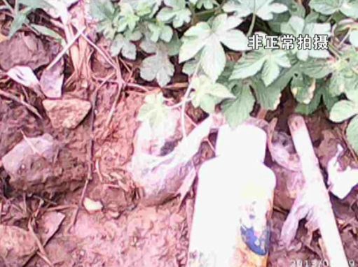 大棚蔬菜園區(qū)里到處丟棄著農(nóng)藥廢物。