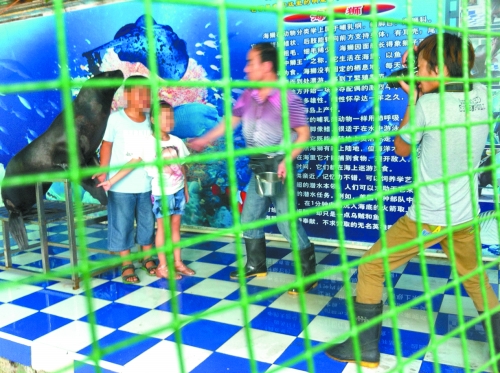 海獅就這樣被飼養(yǎng)員和攝影師擺弄，稍不聽話就會遭到毒打。