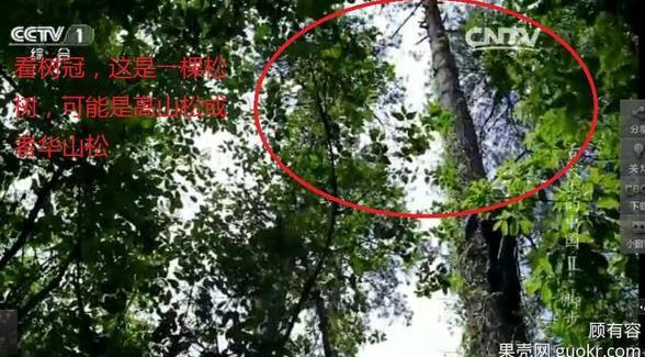 專家揭《舌尖2》爬樹(shù)造假 總導(dǎo)演暫不回應(yīng)