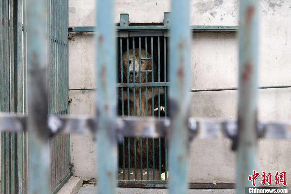 6月19日，河南鄭州，新密市動物園咬死飼養(yǎng)員的肇事棕熊被暫押在鄭州動物園內(nèi)，該熊“臥室”周圍被三重鋼