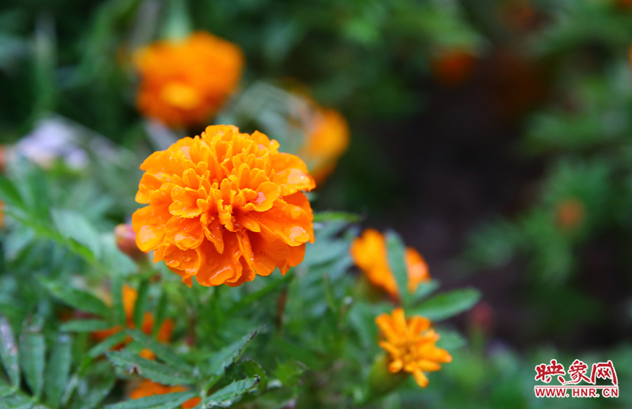 一場秋雨洗去花朵上多日來的塵埃，嬌艷欲滴。
