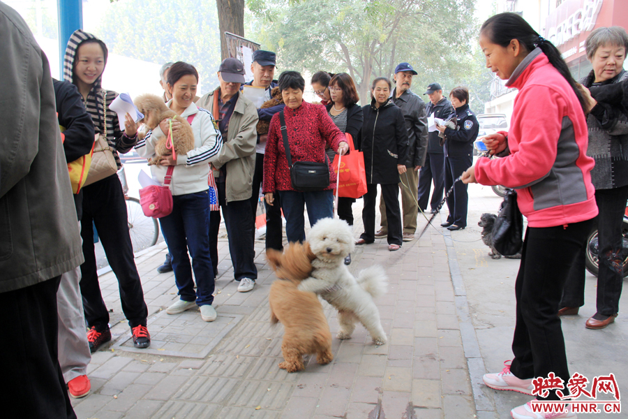 在辦狗證現(xiàn)場，兩只狗狗歡樂地在一起玩耍