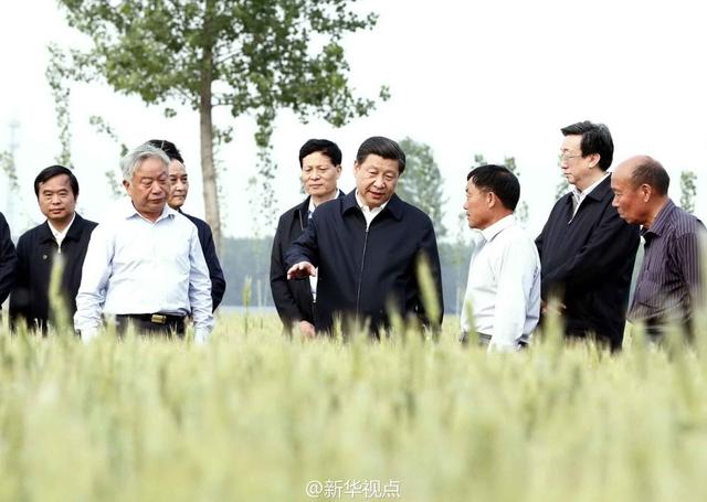 習(xí)近平走進(jìn)糧田,看麥穗灌漿,問農(nóng)田建設(shè)。