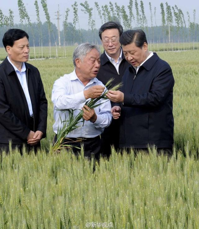 習(xí)近平走進(jìn)糧田,看麥穗灌漿,問農(nóng)田建設(shè)。