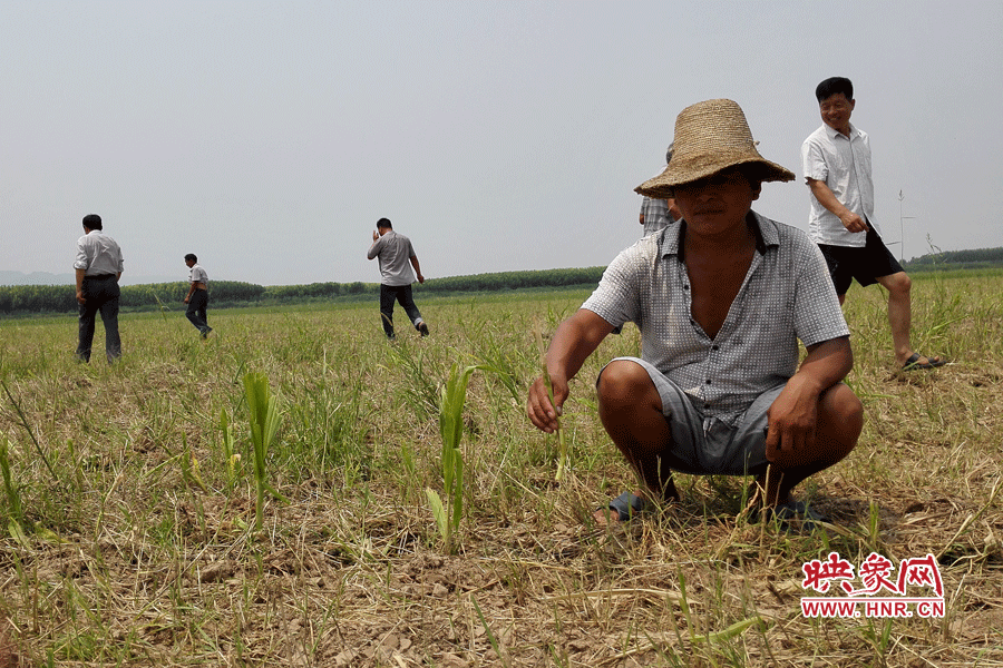 村民手捧殘留的玉米，欲哭無淚。