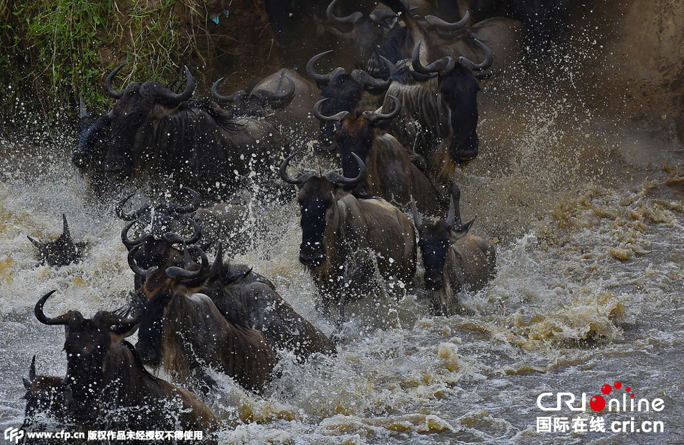 當?shù)貢r間2015年9月4日，肯尼亞馬賽馬拉，角馬大遷徙。