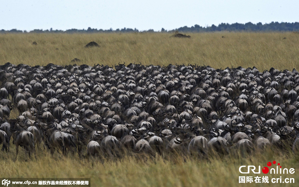 當?shù)貢r間2015年9月4日，肯尼亞馬賽馬拉，角馬大遷徙。