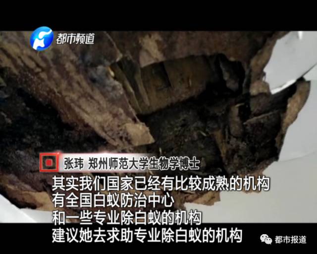 蟻?zhàn)宕筌娙肭?！十幾萬裝修的新家被“吃掉”