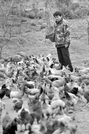 林志坤辭職后在溧水一座山頭開了一片地，每天種菜、喂雞 現(xiàn)代快報記者 施向輝 攝