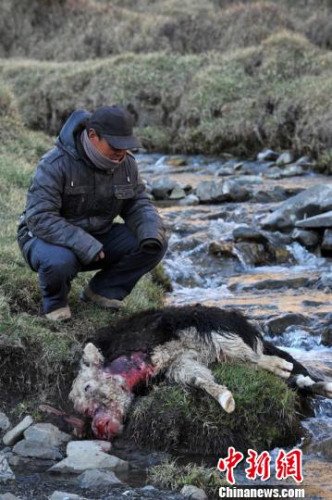 　今年，他家已經(jīng)有3只羊被狼咬死。確·胡熱攝