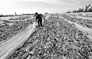 12日，工人在海南省樂東縣佛羅鎮(zhèn)清理被臺風(fēng)刮爛的哈密瓜薄膜架子。 新華社發(fā)
