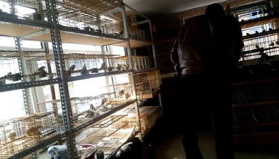 哈爾濱市雙城區(qū)集市上，一家沒有招牌的平房里擺滿了各種野鳥等待出售。