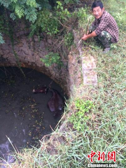 圖為大水牛掉進13米深坑，民警消防灌水施救。