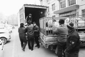 　　■返還追回的被搶綿羊。 本報(bào)記者董世杰攝