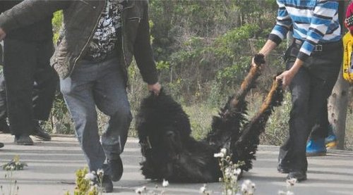 雙流鳳凰村兩只巨型藏獒襲擊村民，民警用手槍將其當(dāng)場擊斃