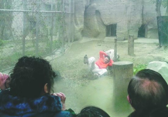 昨日，成都動物園，男子進(jìn)入白虎活動區(qū)后被白虎拖行。動物園出動50多人成功營救下他