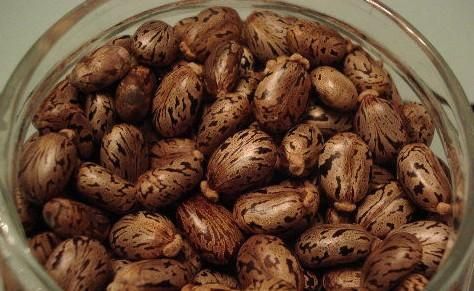 蓖麻子中含蓖麻毒蛋白及蓖麻堿，特別是前者，會(huì)引起中毒。網(wǎng)絡(luò)截圖