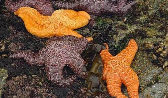 近2年來，估計有百萬只海星自殺（臺灣中時電子報）