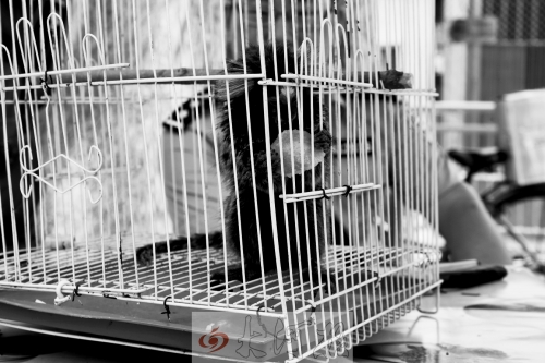 “別看俺個(gè)子小，中國(guó)很稀少！”