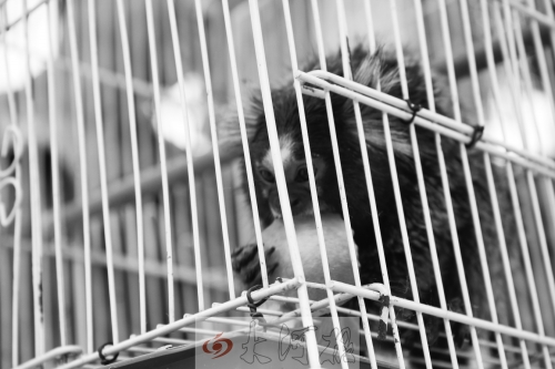 “不要盯著俺看，俺害羞……”（設(shè)計(jì)臺(tái)詞）