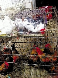 銷量大不如前，近期可能漲價(jià)