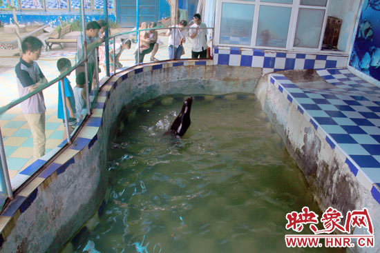 圖為游客在護欄網(wǎng)外面，觀看海獅的表演。