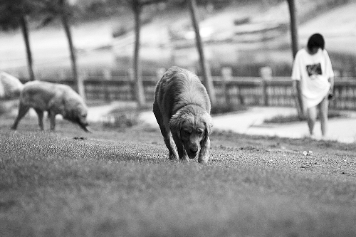 　喜歡養(yǎng)大狗狗的朋友，要抓緊給愛犬在郊外安個(gè)家哦！