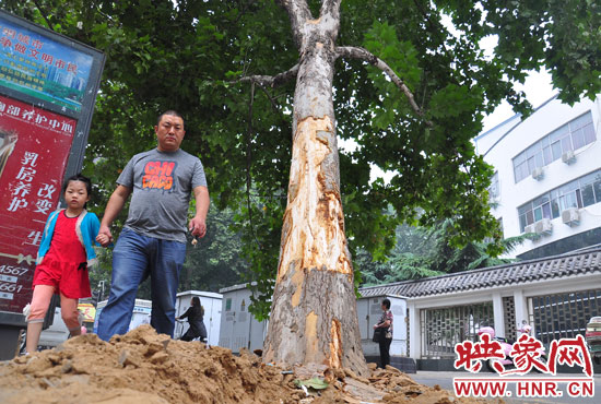 大樹(shù)根部翹起，歪向人行道邊。