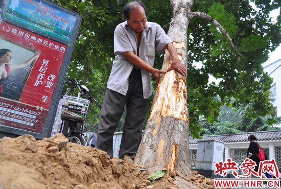 法桐受傷嚴(yán)重，樹(shù)皮上還沾著不少玻璃。