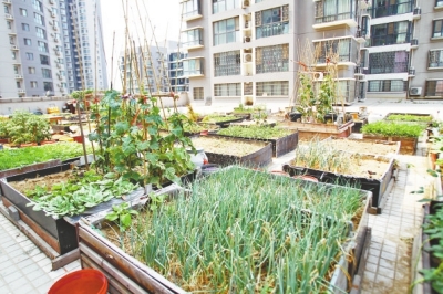  小區(qū)3層商鋪的樓頂是個大平臺，個人圍起來的“小菜園”約有50多個。