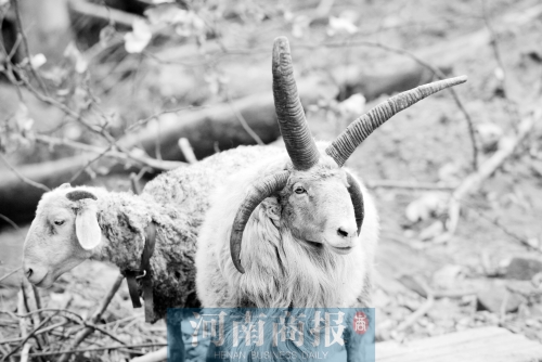 “咩……我的原主人說，他養(yǎng)了一輩子羊，也沒見過我這種情況”