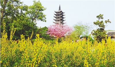 綠博園盛開的鮮花“期待”和市民“約會”。