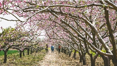 　郊外花海惹人醉。