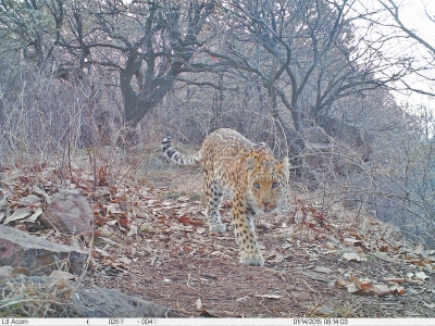 濟源蟒河林場發(fā)現(xiàn)金錢豹 被確認至少存在3只以上