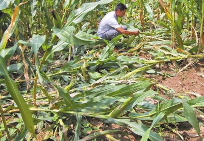 甕峪村一莊稼地，被野豬糟蹋的玉米。