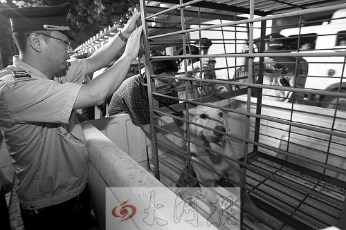 相關(guān)部門將加強管理，今年12月起烈性犬一律沒收。 （資料圖）