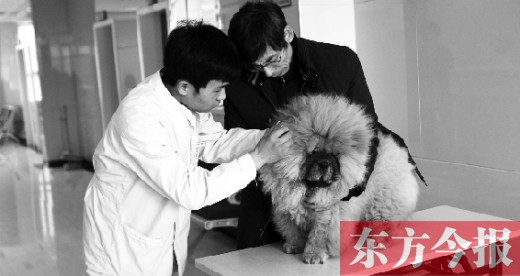 在一家大型寵物醫(yī)院里，生病的狗狗正在接受治療