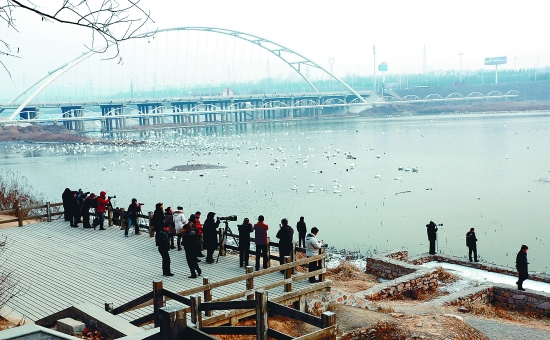 “哇!好多白天鵝?！? border=