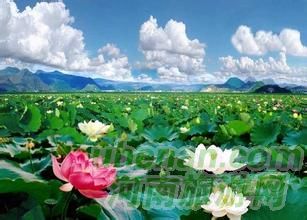 爸爸去哪兒？親密接觸荷花仙子