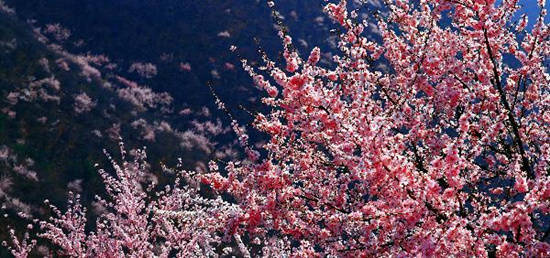 撿垃圾換玫瑰 女人節(jié) 愛(ài)在神農(nóng)山！