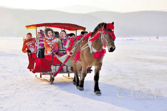 雪地馬拉車(chē)-松柏林?jǐn)z