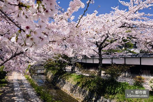 春日“花見(jiàn)”