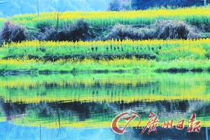 　　江嶺梯田落差不大,但有花有水。