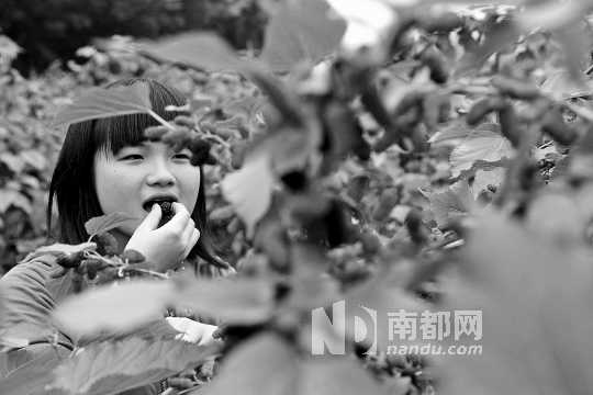 　　　　寶桑園桑葚已成熟,“五一”假期前都是吃桑葚的季節(jié)。南都記者 李向新 攝