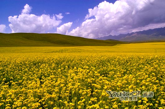　　青海門源的油菜花景色甚為壯觀,十足的西部風(fēng)味。(圖片來源:CFP)
