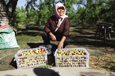 黃驊冬棗與梭子蟹齊名，但很多外地人并不知道它的好。