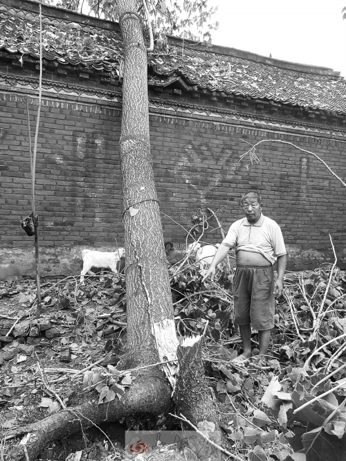 村子里的大樹(shù)也被吹倒